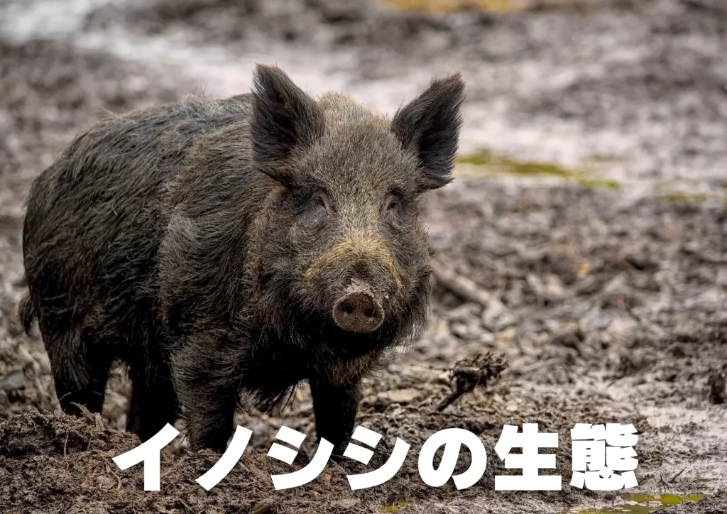 イノシシの生態