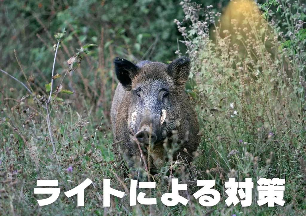 イノシシ ライトによる対策