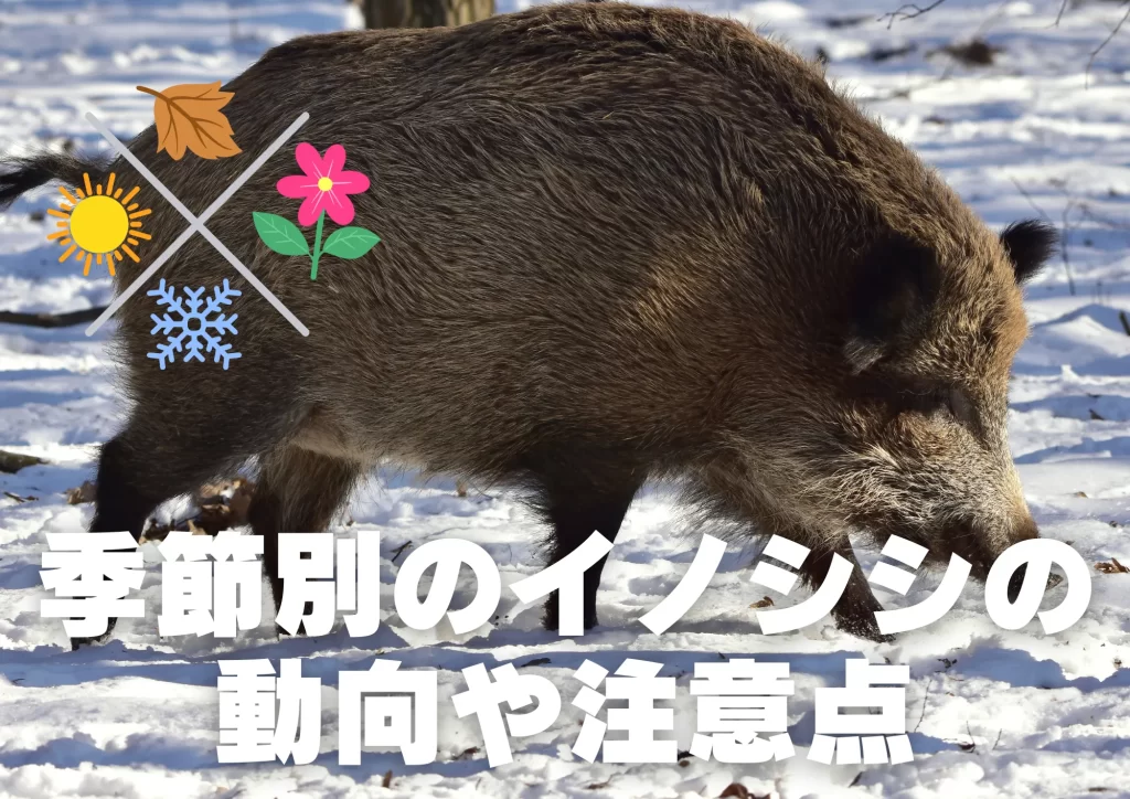 イノシシの季節別の動向や注意点