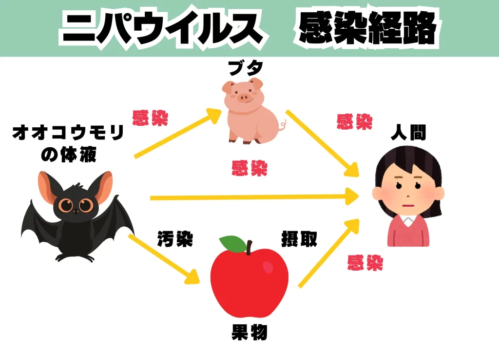 ニパウイルス コウモリ 感染経路