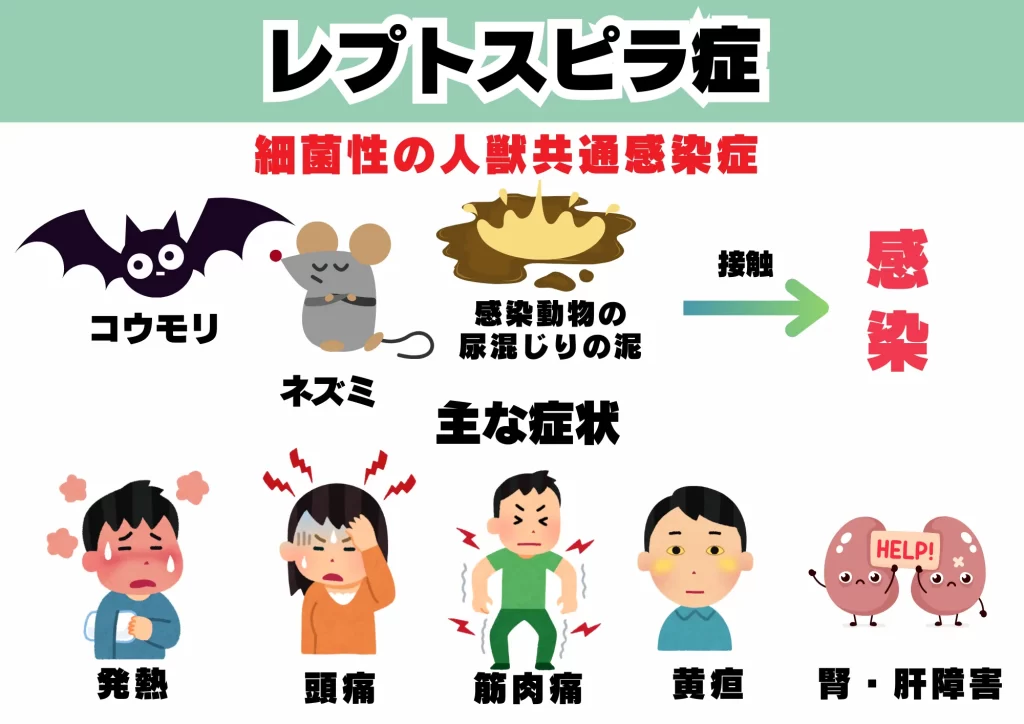 ニパウイルス コウモリ レプトスピラ症
