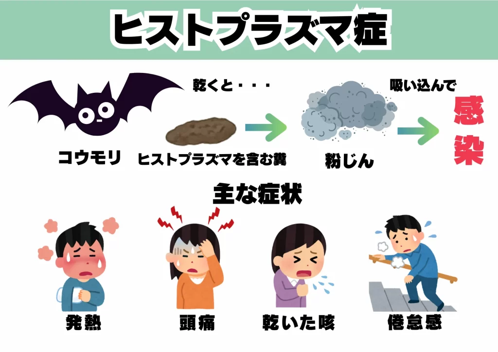 ニパウイルス コウモリ ヒストプラズマ症