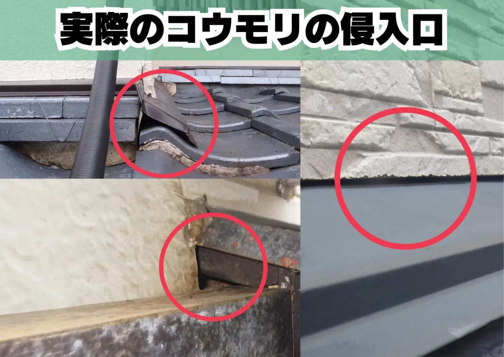 ニパウイルス コウモリ 侵入口