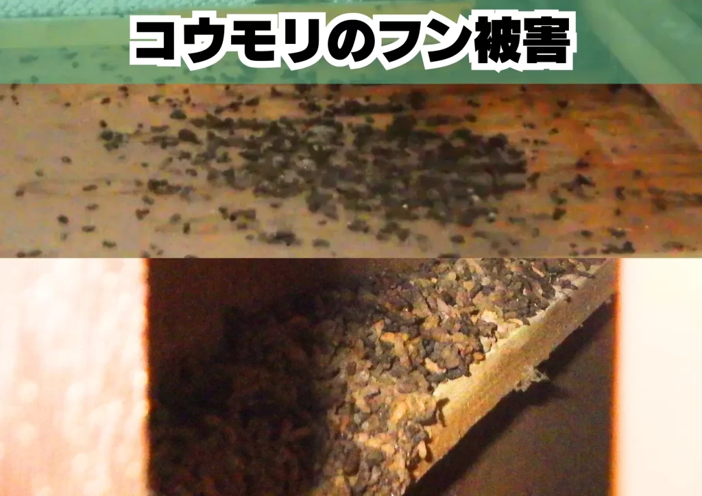 ニパウイルス コウモリ フン被害