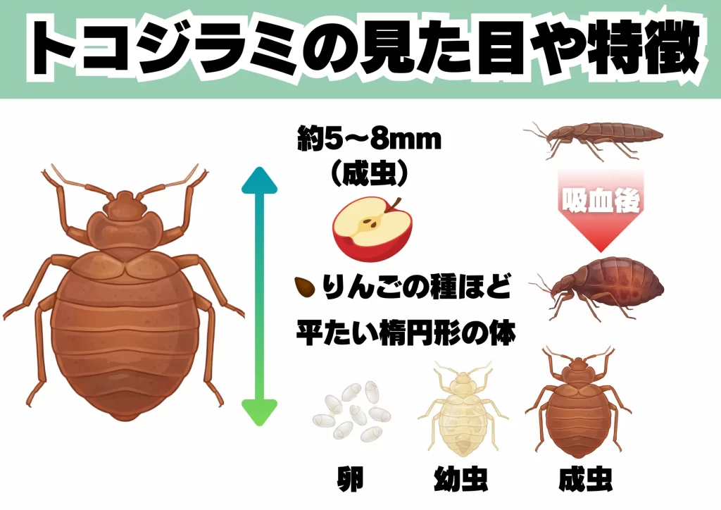 トコジラミの見た目や特徴