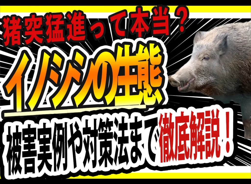 住宅地で増えるイノシシ被害と正しい対策
