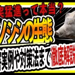 イノシシの生態　サムネ