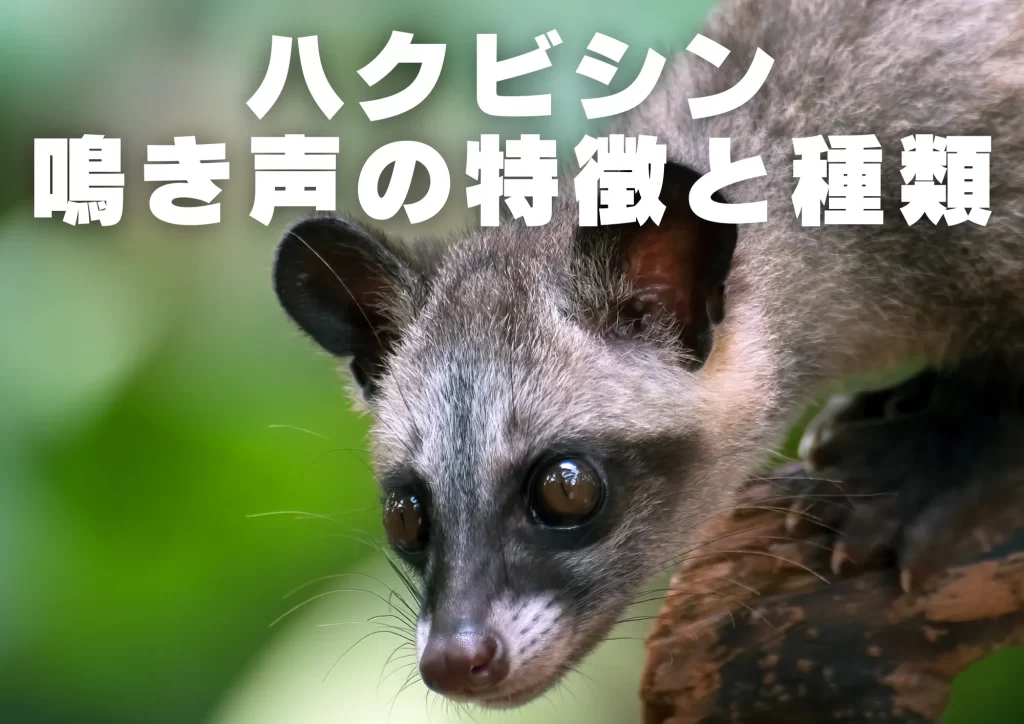 ハクビシン鳴き声の特徴