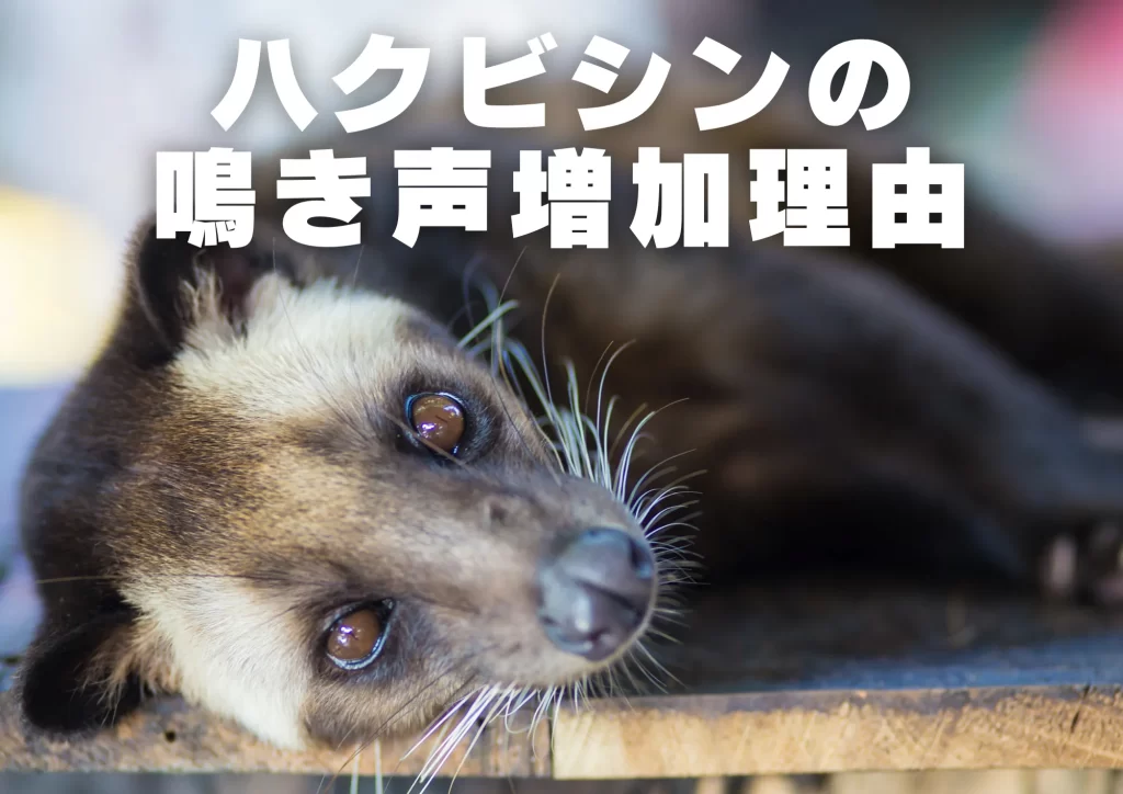 ハクビシンの鳴き声増加理由