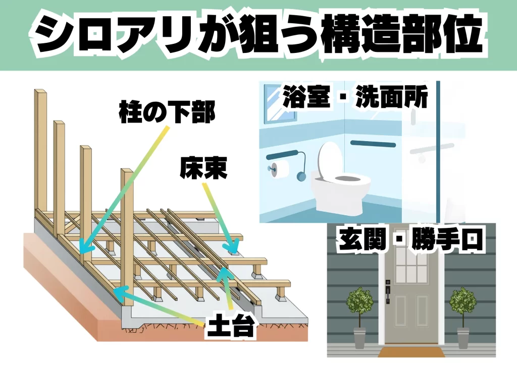 シロアリが狙う構造部位