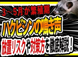 【音声・写真付き】ハクビシンの鳴き声を完全解説！3〜5月は繁殖期で被害急増・天井崩落のリスクも