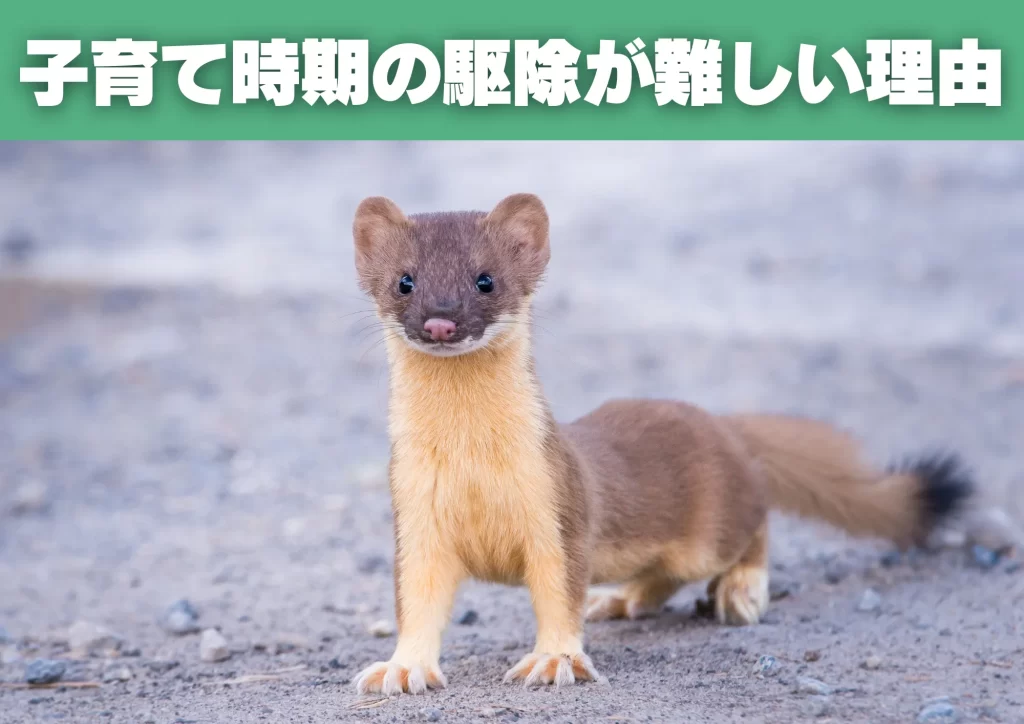 イタチ 子育て期駆除が難しい理由