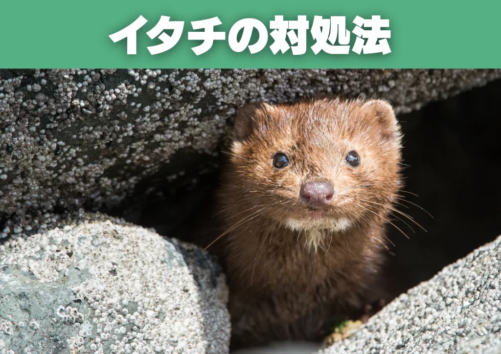 イタチの対処法