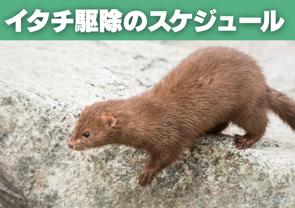 イタチ駆除の年間スケジュール