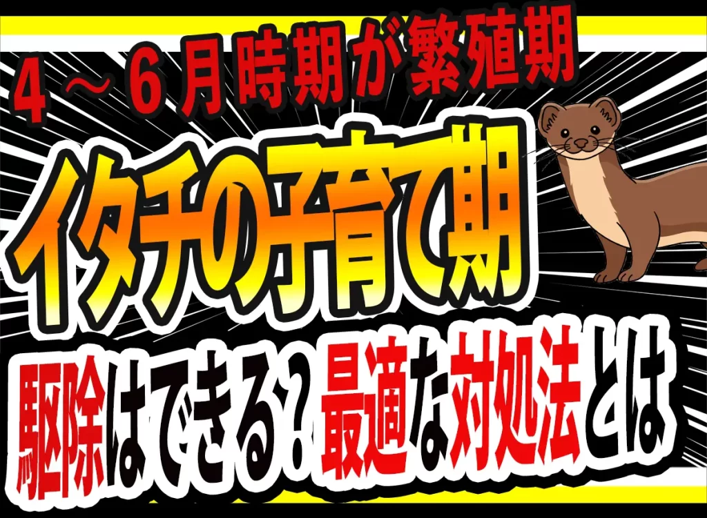【4月出産期】イタチ駆除できない?今すぐできる正しい対処法